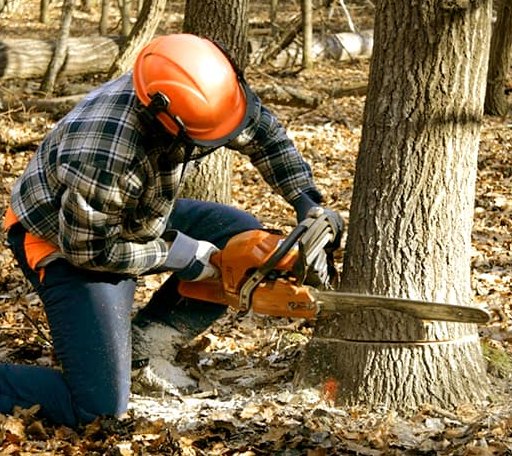 Tree Removal in Milan, IL